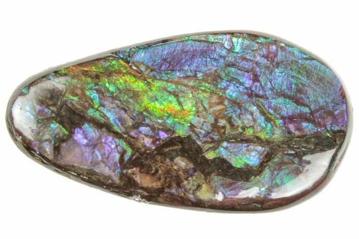 Iridescent Ammolite (Fossil Ammonite Shell) - Alberta #357402
